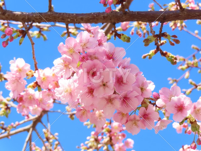 写真のタイトルが入ります