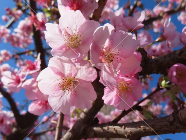 満開の河津桜