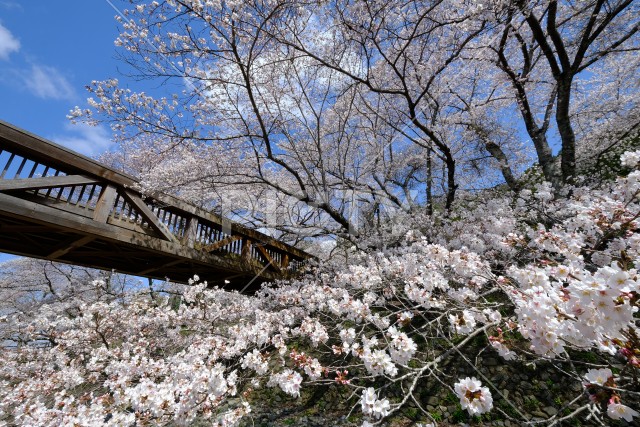 満開の桜と七谷川のふれあい橋
