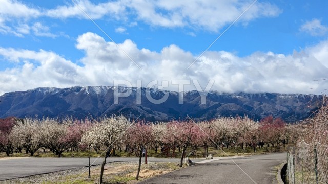 鈴鹿山脈と梅まつり
