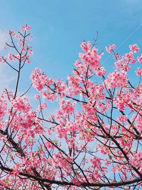 写真のタイトルが入ります