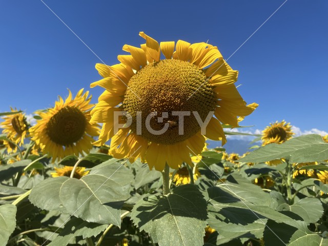 写真のタイトルが入ります