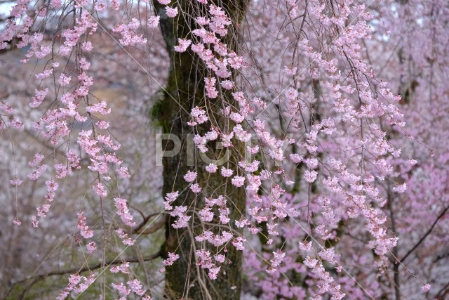 写真のタイトルが入ります