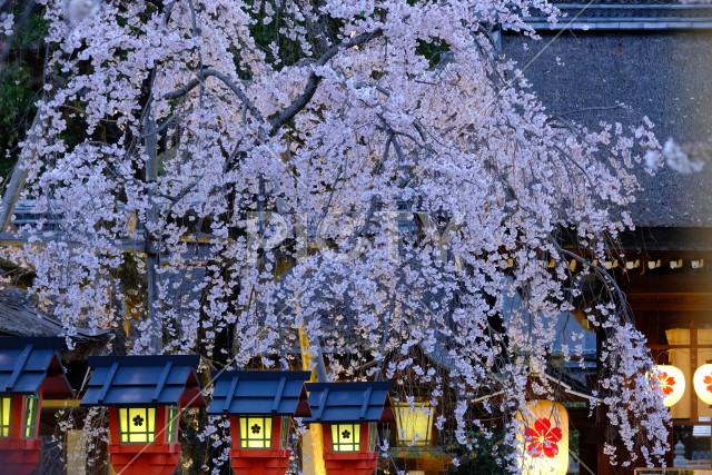 平野神社の夜桜