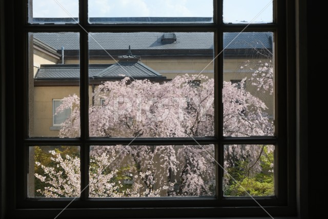写真のタイトルが入ります