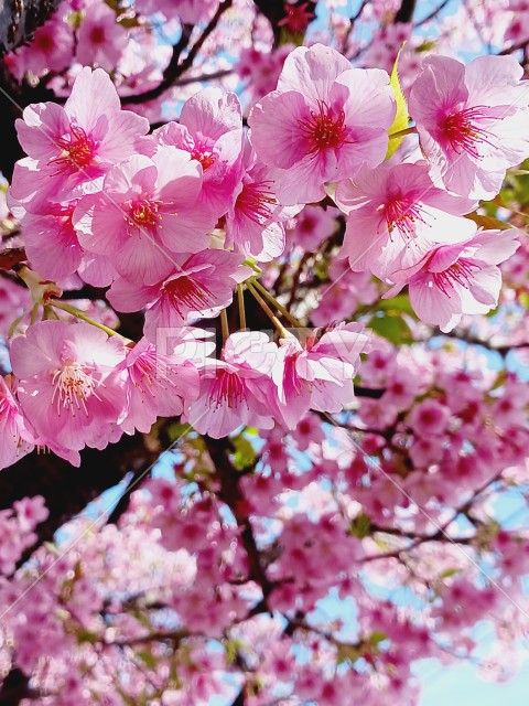 写真のタイトルが入ります