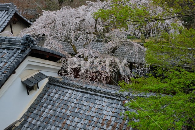 写真のタイトルが入ります
