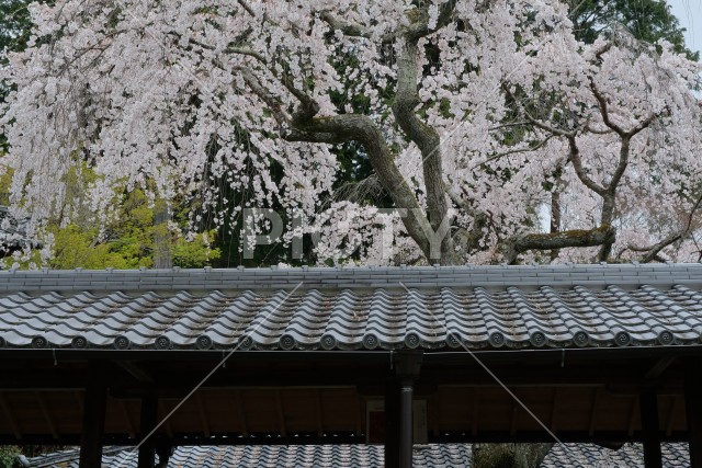 十輪寺回廊となりひら桜