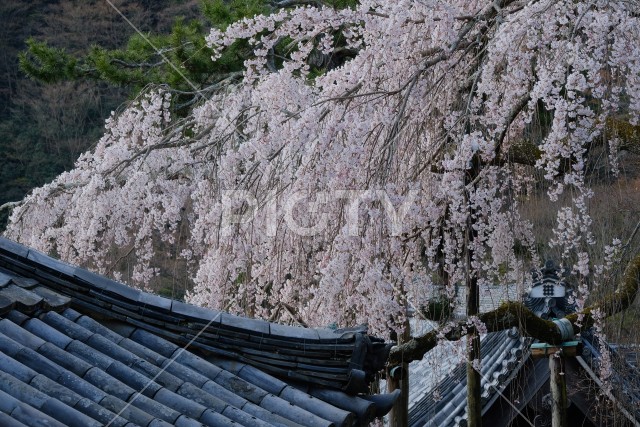 写真のタイトルが入ります