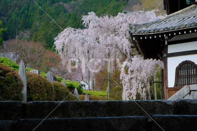 写真のタイトルが入ります
