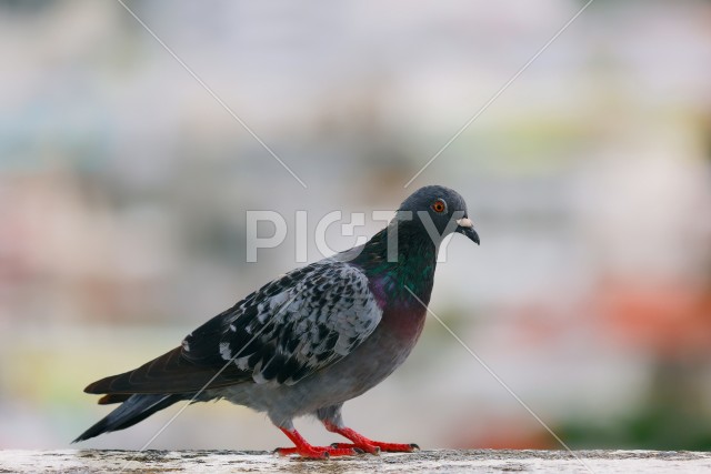 鳩