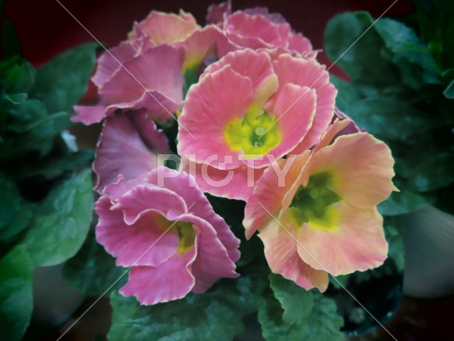 植木鉢の花