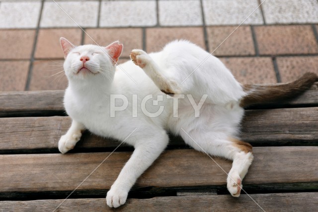 野良猫