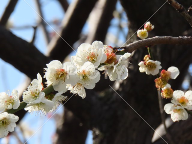 写真のタイトルが入ります