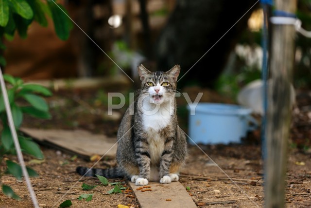 野良猫