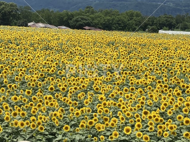 写真のタイトルが入ります