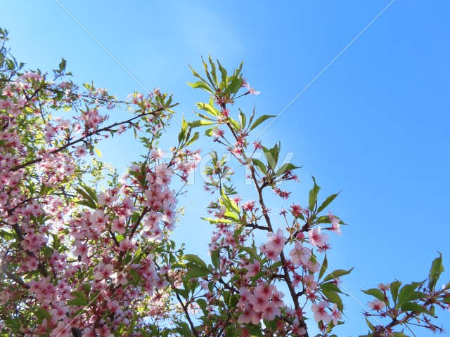 写真のタイトルが入ります