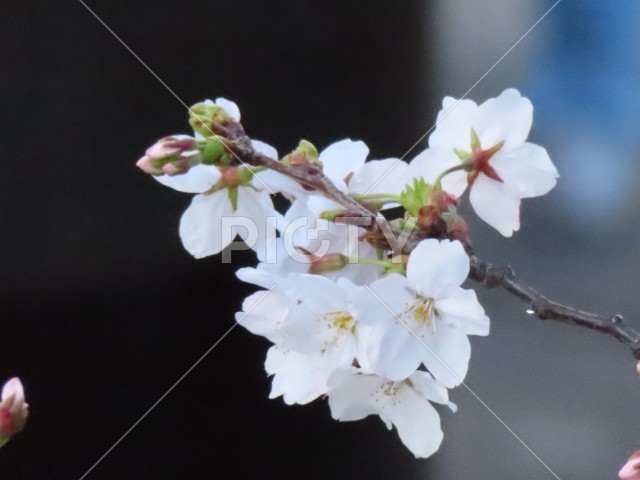 写真のタイトルが入ります
