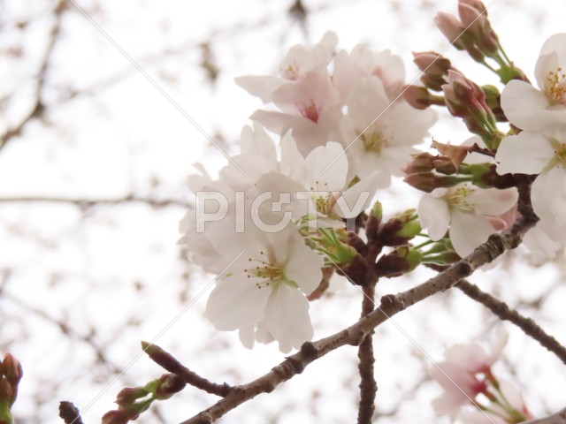 桜の花