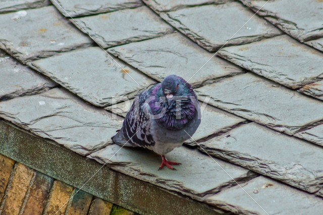 ハトのイメージ