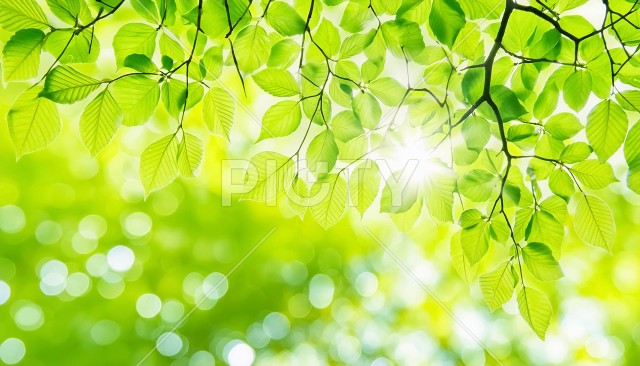 写真のタイトルが入ります