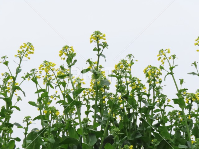 写真のタイトルが入ります