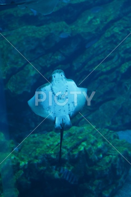 写真のタイトルが入ります