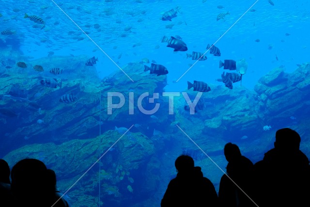写真のタイトルが入ります