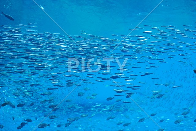 写真のタイトルが入ります