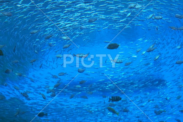 写真のタイトルが入ります