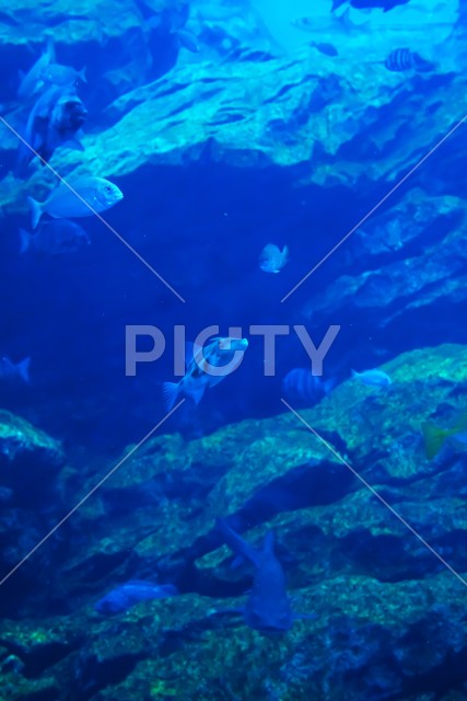 写真のタイトルが入ります