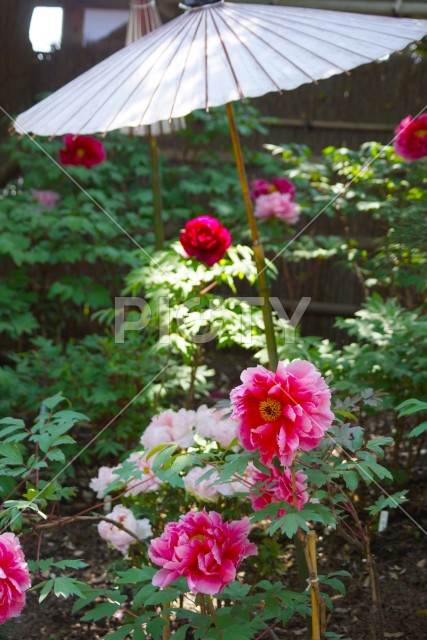 写真のタイトルが入ります