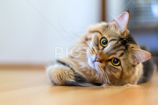 写真のタイトルが入ります