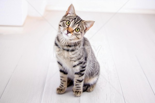 猫のイメージ