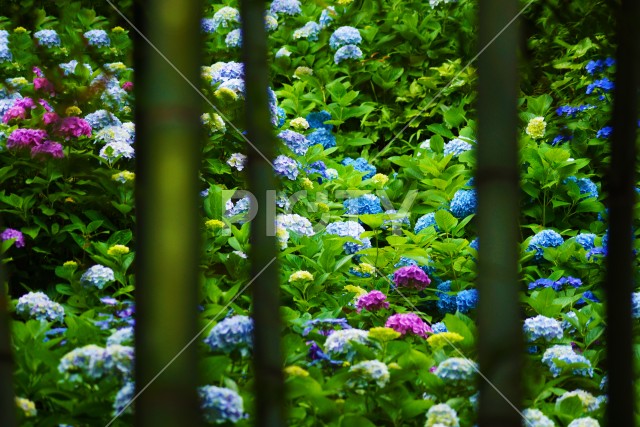 写真のタイトルが入ります
