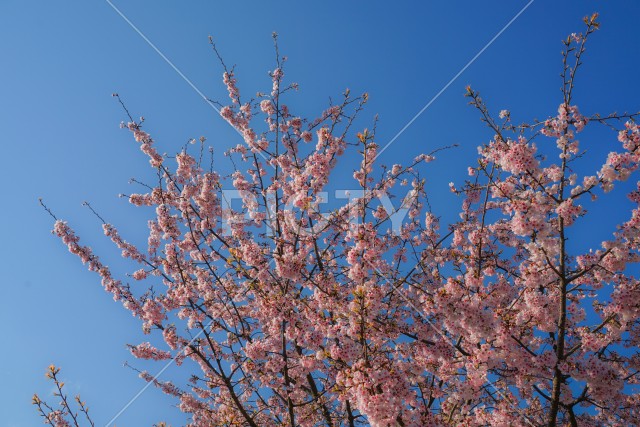 青空と桜のイメージ