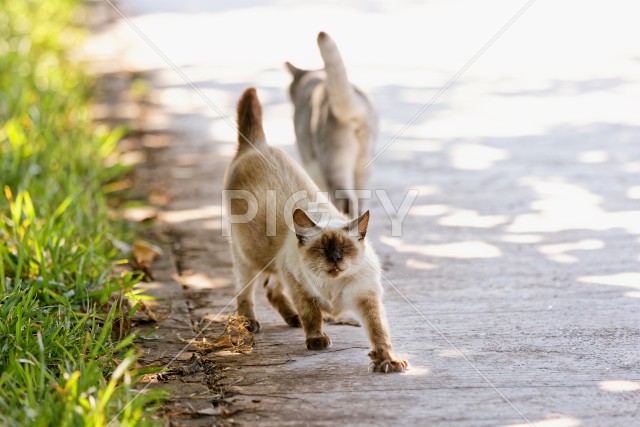 野良猫