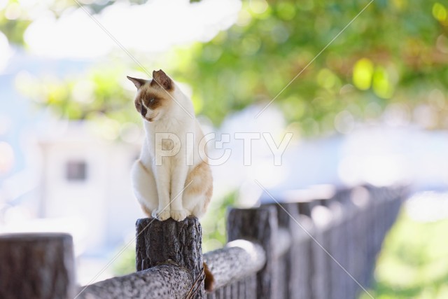 野良猫