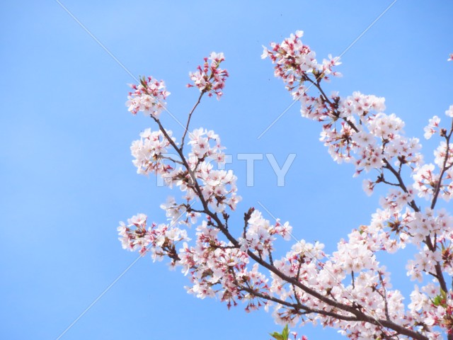 写真のタイトルが入ります