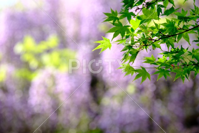 写真のタイトルが入ります
