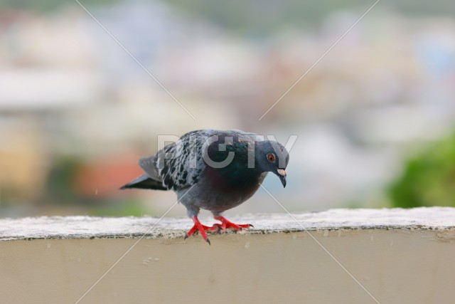 鳩