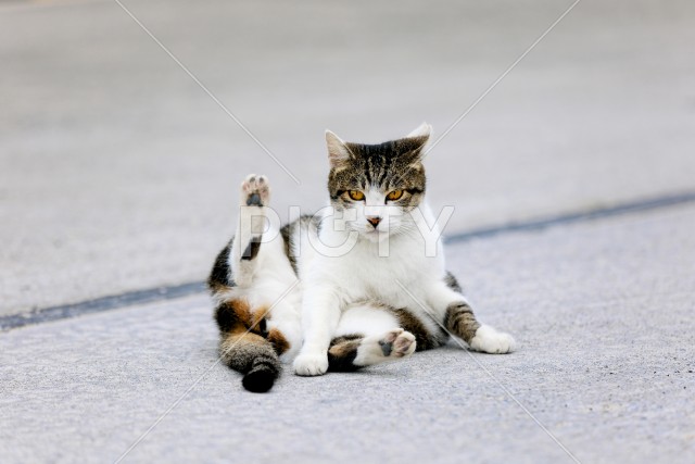 野良猫