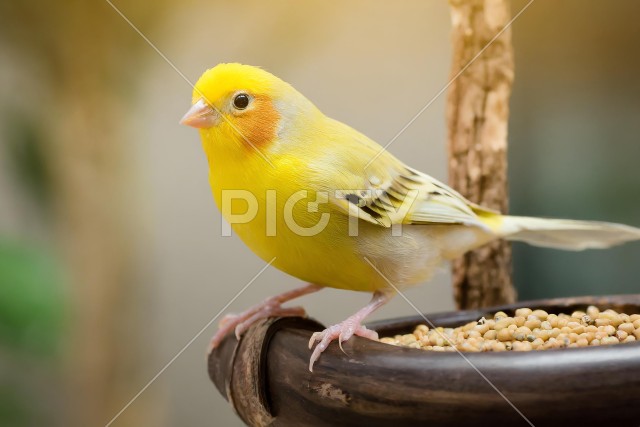 写真のタイトルが入ります