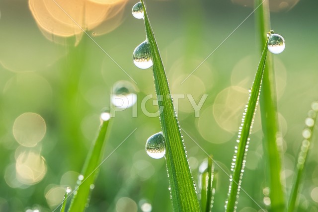 露のついたイネ科の植物