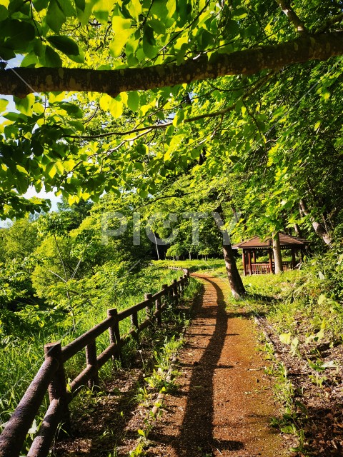写真のタイトルが入ります