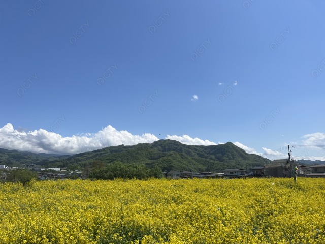 写真のタイトルが入ります