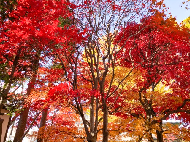 写真のタイトルが入ります