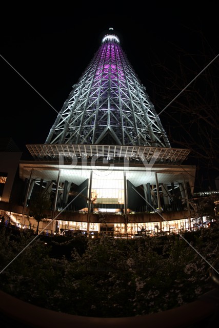 下から見上げる東京スカイツリー