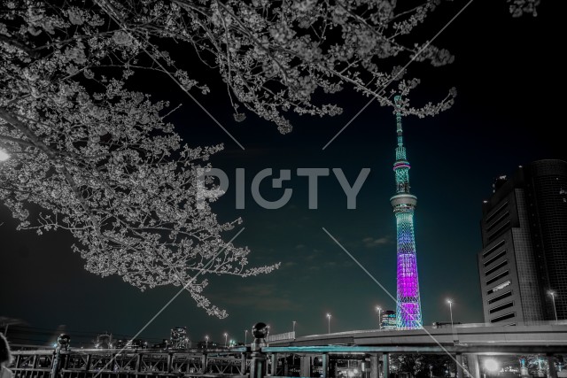 桜の木とスカイツリー