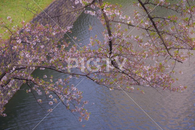 千鳥ヶ淵の桜のイメージ
